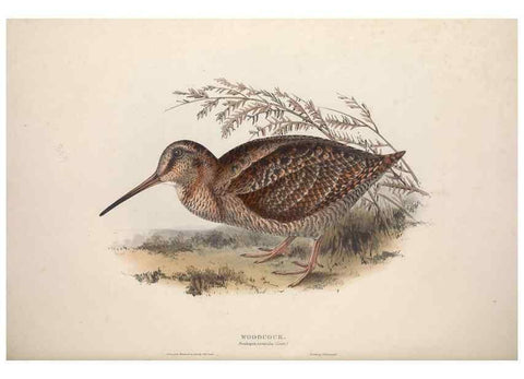 Reproducción/Reproduction 31836637467: The birds of Europe.. London,Printed by R. and J.E. Taylor, pub. by the author,1837.. 