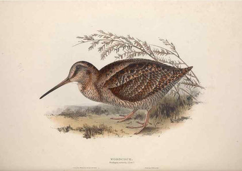 Reproducción/Reproduction 31836637467: The birds of Europe.. London,Printed by R. and J.E. Taylor, pub. by the author,1837.. 