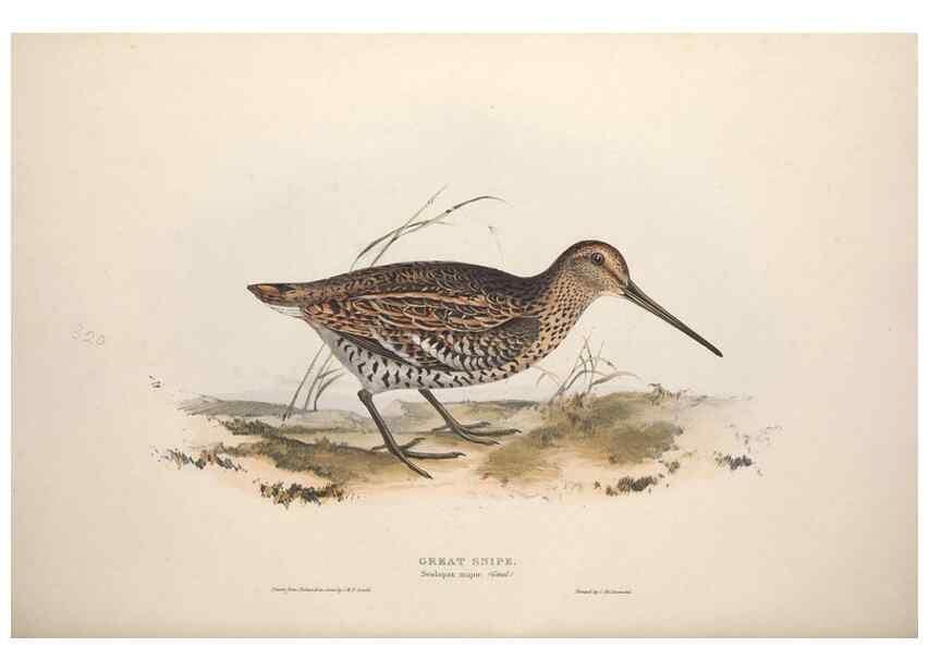 Reproducción/Reproduction 39813079403: The birds of Europe.. London,Printed by R. and J.E. Taylor, pub. by the author,1837.. 