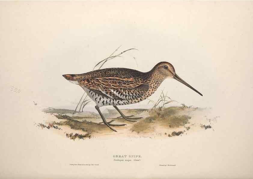 Reproducción/Reproduction 39813079403: The birds of Europe.. London,Printed by R. and J.E. Taylor, pub. by the author,1837.. 