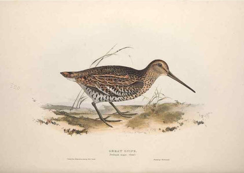 Reproducción/Reproduction 39813079403: The birds of Europe.. London,Printed by R. and J.E. Taylor, pub. by the author,1837.. 