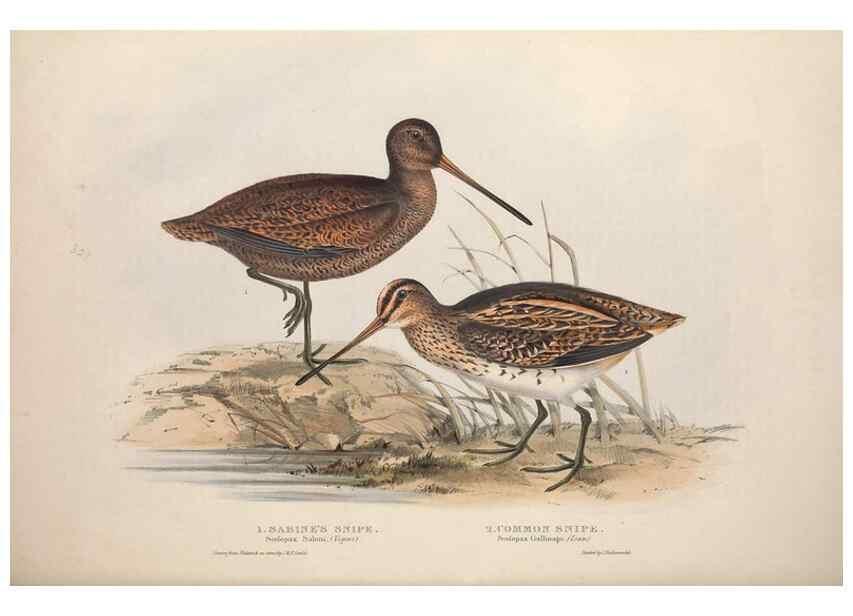 Reproducción/Reproduction 32902749288: The birds of Europe.. London,Printed by R. and J.E. Taylor, pub. by the author,1837.. 
