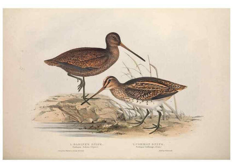 Reproducción/Reproduction 32902749288: The birds of Europe.. London,Printed by R. and J.E. Taylor, pub. by the author,1837.. 