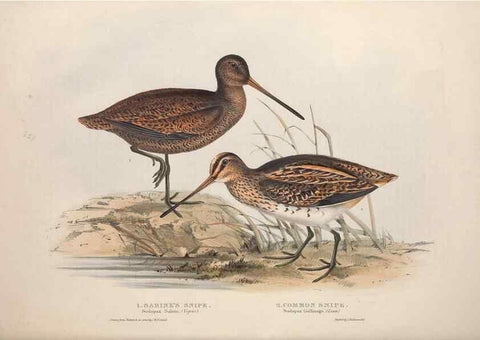 Reproducción/Reproduction 32902749288: The birds of Europe.. London,Printed by R. and J.E. Taylor, pub. by the author,1837.. 
