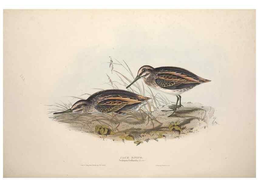 Reproducción/Reproduction 46053327984: The birds of Europe.. London,Printed by R. and J.E. Taylor, pub. by the author,1837.. 