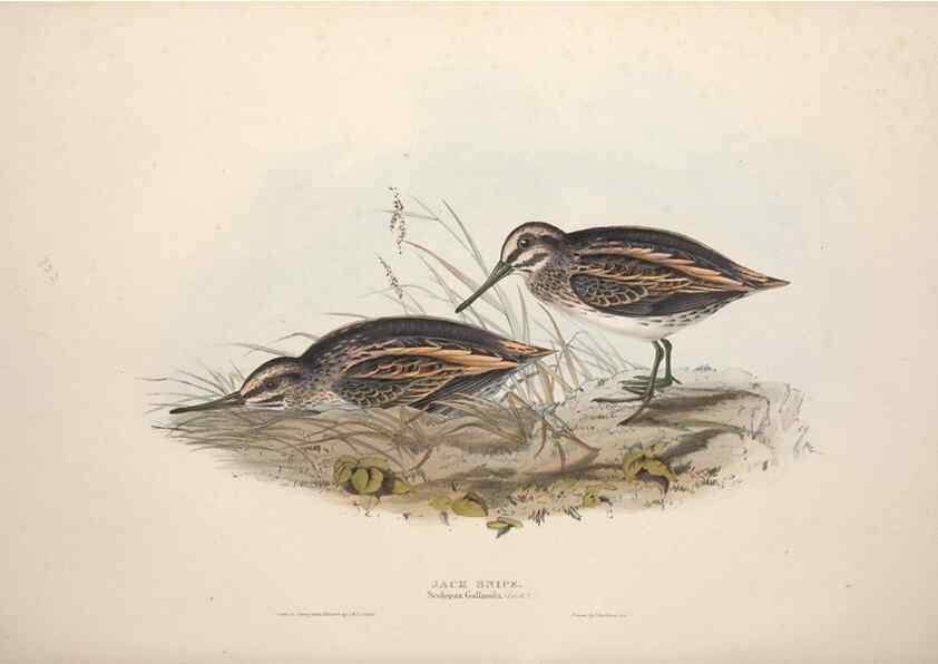 Reproducción/Reproduction 46053327984: The birds of Europe.. London,Printed by R. and J.E. Taylor, pub. by the author,1837.. 