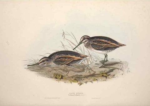 Reproducción/Reproduction 46053327984: The birds of Europe.. London,Printed by R. and J.E. Taylor, pub. by the author,1837.. 