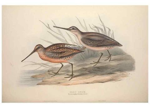 Reproducción/Reproduction 39813082673: The birds of Europe.. London,Printed by R. and J.E. Taylor, pub. by the author,1837.. 