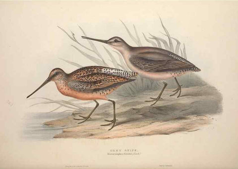 Reproducción/Reproduction 39813082673: The birds of Europe.. London,Printed by R. and J.E. Taylor, pub. by the author,1837.. 