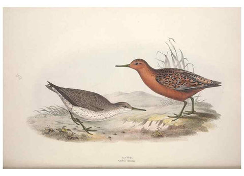 Reproducción/Reproduction 46725717022: The birds of Europe.. London,Printed by R. and J.E. Taylor, pub. by the author,1837.. 