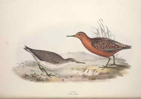 Reproducción/Reproduction 46725717022: The birds of Europe.. London,Printed by R. and J.E. Taylor, pub. by the author,1837.. 