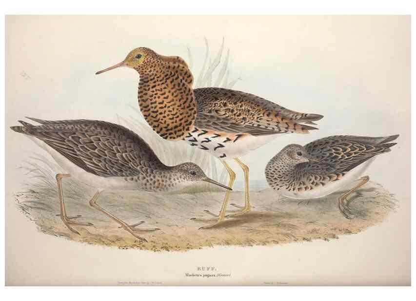 Reproducción/Reproduction 45863336715: The birds of Europe.. London,Printed by R. and J.E. Taylor, pub. by the author,1837.. 