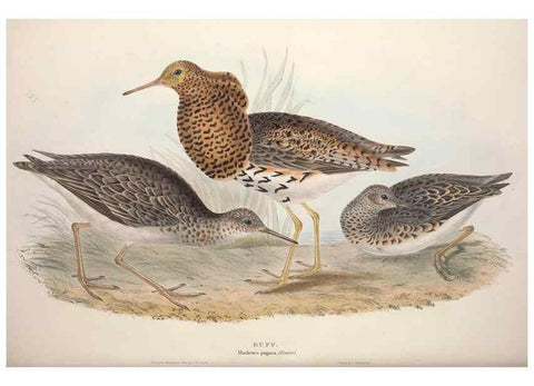 Reproducción/Reproduction 45863336715: The birds of Europe.. London,Printed by R. and J.E. Taylor, pub. by the author,1837.. 