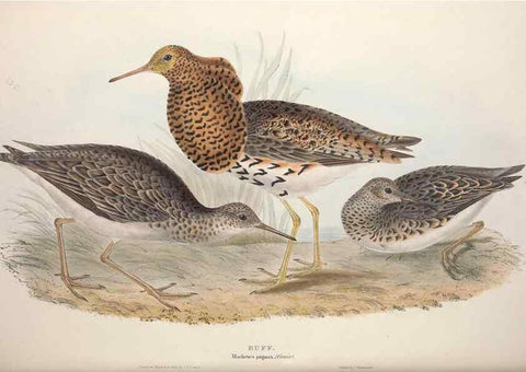 Reproducción/Reproduction 45863336715: The birds of Europe.. London,Printed by R. and J.E. Taylor, pub. by the author,1837.. 