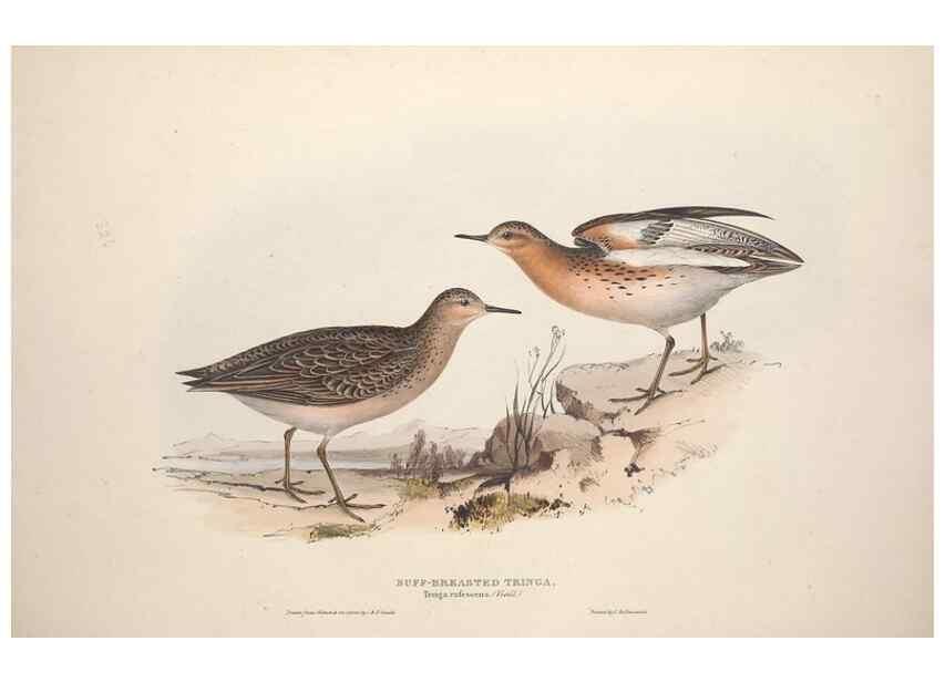 Reproducción/Reproduction 31836641317: The birds of Europe.. London,Printed by R. and J.E. Taylor, pub. by the author,1837.. 