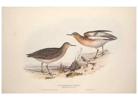 Reproducción/Reproduction 31836641317: The birds of Europe.. London,Printed by R. and J.E. Taylor, pub. by the author,1837.. 
