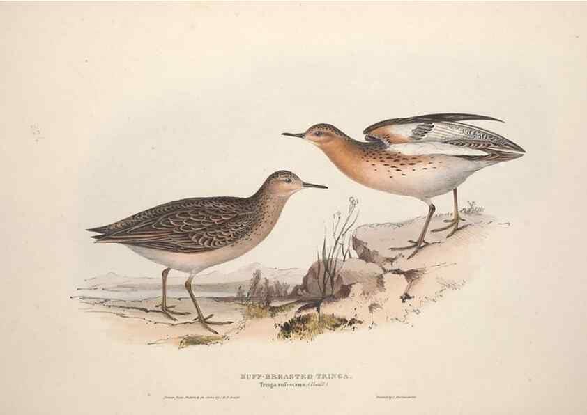 Reproducción/Reproduction 31836641317: The birds of Europe.. London,Printed by R. and J.E. Taylor, pub. by the author,1837.. 