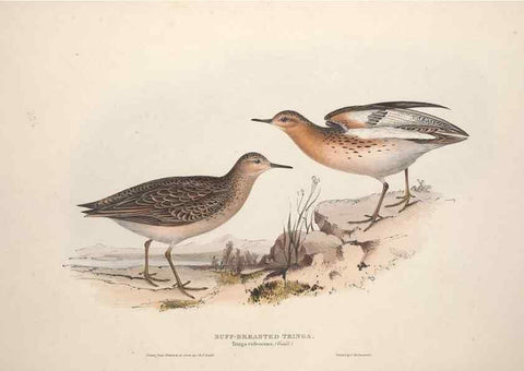 Reproducción/Reproduction 31836641317: The birds of Europe.. London,Printed by R. and J.E. Taylor, pub. by the author,1837.. 