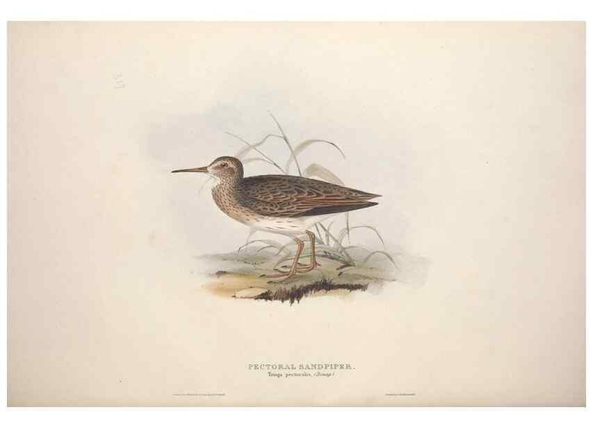 Reproducción/Reproduction 39813087093: The birds of Europe.. London,Printed by R. and J.E. Taylor, pub. by the author,1837.. 