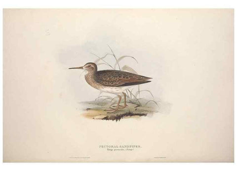 Reproducción/Reproduction 39813087093: The birds of Europe.. London,Printed by R. and J.E. Taylor, pub. by the author,1837.. 