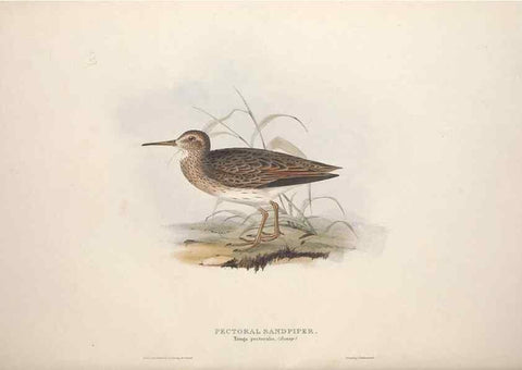 Reproducción/Reproduction 39813087093: The birds of Europe.. London,Printed by R. and J.E. Taylor, pub. by the author,1837.. 