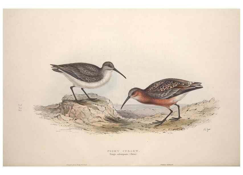 Reproducción/Reproduction 46053334164: The birds of Europe.. London,Printed by R. and J.E. Taylor, pub. by the author,1837.. 