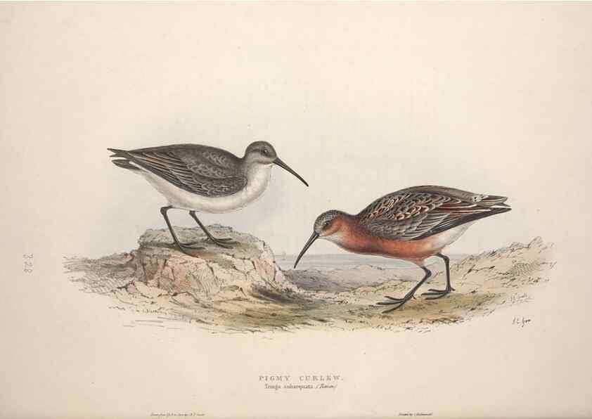 Reproducción/Reproduction 46053334164: The birds of Europe.. London,Printed by R. and J.E. Taylor, pub. by the author,1837.. 