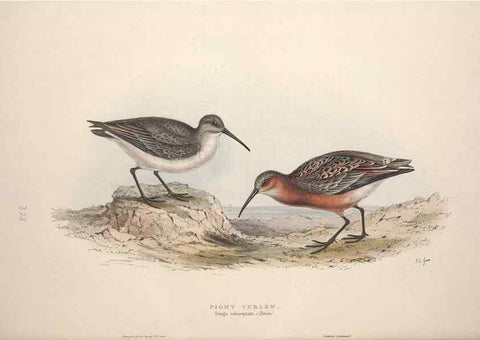 Reproducción/Reproduction 46053334164: The birds of Europe.. London,Printed by R. and J.E. Taylor, pub. by the author,1837.. 