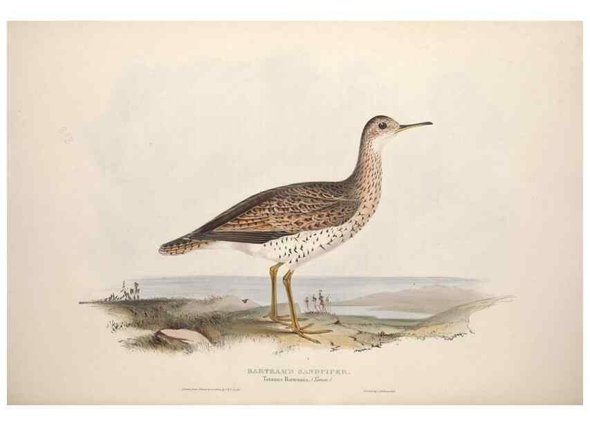 Reproducción/Reproduction 46725704702: The birds of Europe.. London,Printed by R. and J.E. Taylor, pub. by the author,1837.. 
