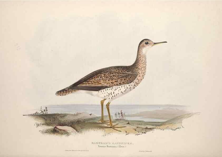 Reproducción/Reproduction 46725704702: The birds of Europe.. London,Printed by R. and J.E. Taylor, pub. by the author,1837.. 