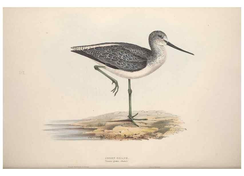 Reproducción/Reproduction 31836633197: The birds of Europe.. London,Printed by R. and J.E. Taylor, pub. by the author,1837.. 