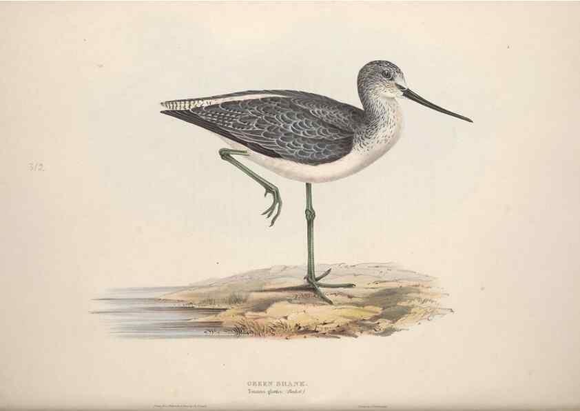 Reproducción/Reproduction 31836633197: The birds of Europe.. London,Printed by R. and J.E. Taylor, pub. by the author,1837.. 