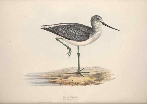 Reproducción/Reproduction 31836633197: The birds of Europe.. London,Printed by R. and J.E. Taylor, pub. by the author,1837.. 