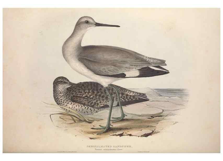 Reproducción/Reproduction 32902739078: The birds of Europe.. London,Printed by R. and J.E. Taylor, pub. by the author,1837.. 