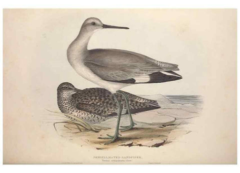 Reproducción/Reproduction 32902739078: The birds of Europe.. London,Printed by R. and J.E. Taylor, pub. by the author,1837.. 