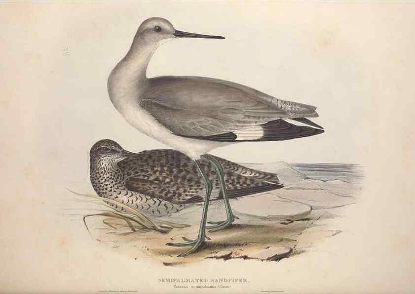 Reproducción/Reproduction 32902739078: The birds of Europe.. London,Printed by R. and J.E. Taylor, pub. by the author,1837.. 