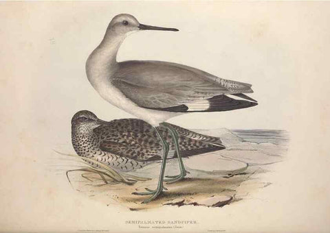 Reproducción/Reproduction 32902739078: The birds of Europe.. London,Printed by R. and J.E. Taylor, pub. by the author,1837.. 