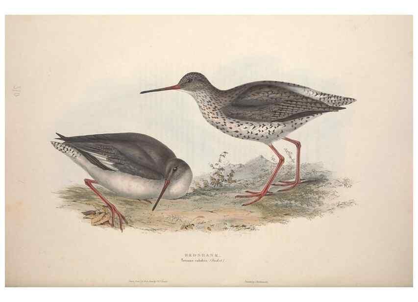 Reproducción/Reproduction 39813066653: The birds of Europe.. London,Printed by R. and J.E. Taylor, pub. by the author,1837.. 