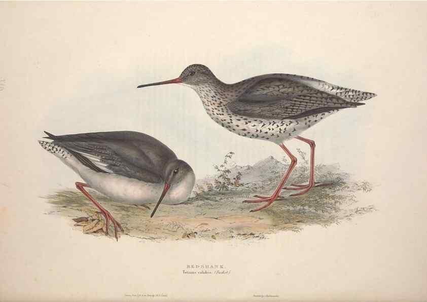 Reproducción/Reproduction 39813066653: The birds of Europe.. London,Printed by R. and J.E. Taylor, pub. by the author,1837.. 