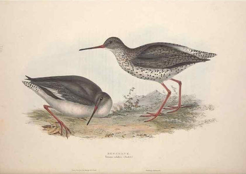 Reproducción/Reproduction 39813066653: The birds of Europe.. London,Printed by R. and J.E. Taylor, pub. by the author,1837.. 