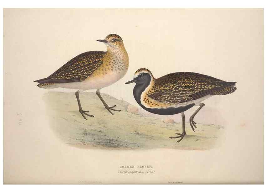 Reproducción/Reproduction 39813048873: The birds of Europe.. London,Printed by R. and J.E. Taylor, pub. by the author,1837.. 