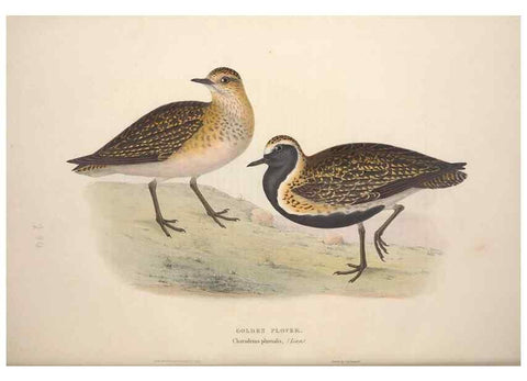 Reproducción/Reproduction 39813048873: The birds of Europe.. London,Printed by R. and J.E. Taylor, pub. by the author,1837.. 