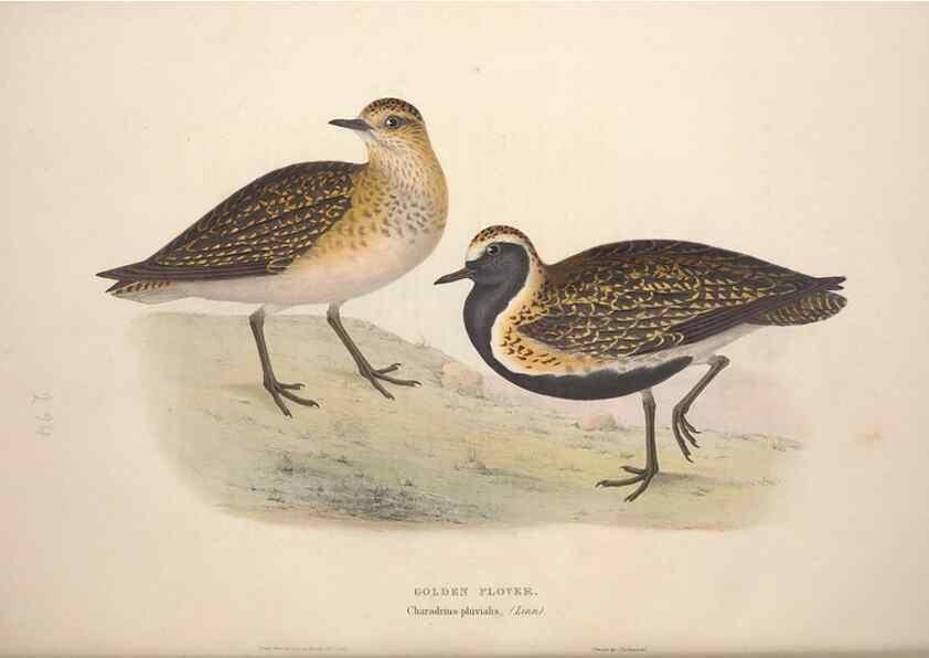 Reproducción/Reproduction 39813048873: The birds of Europe.. London,Printed by R. and J.E. Taylor, pub. by the author,1837.. 
