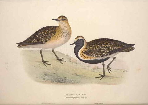 Reproducción/Reproduction 39813048873: The birds of Europe.. London,Printed by R. and J.E. Taylor, pub. by the author,1837.. 