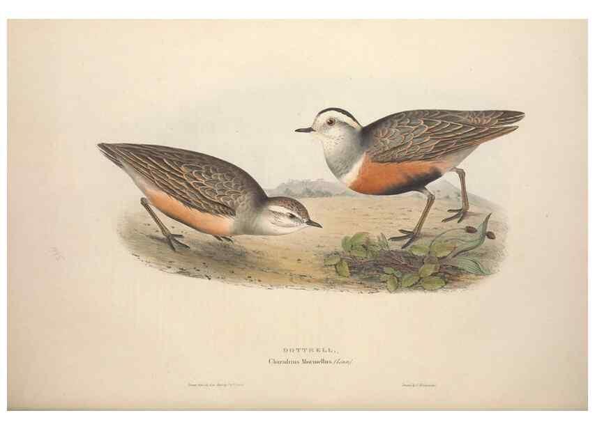 Reproducción/Reproduction 46778430961: The birds of Europe.. London,Printed by R. and J.E. Taylor, pub. by the author,1837.. 