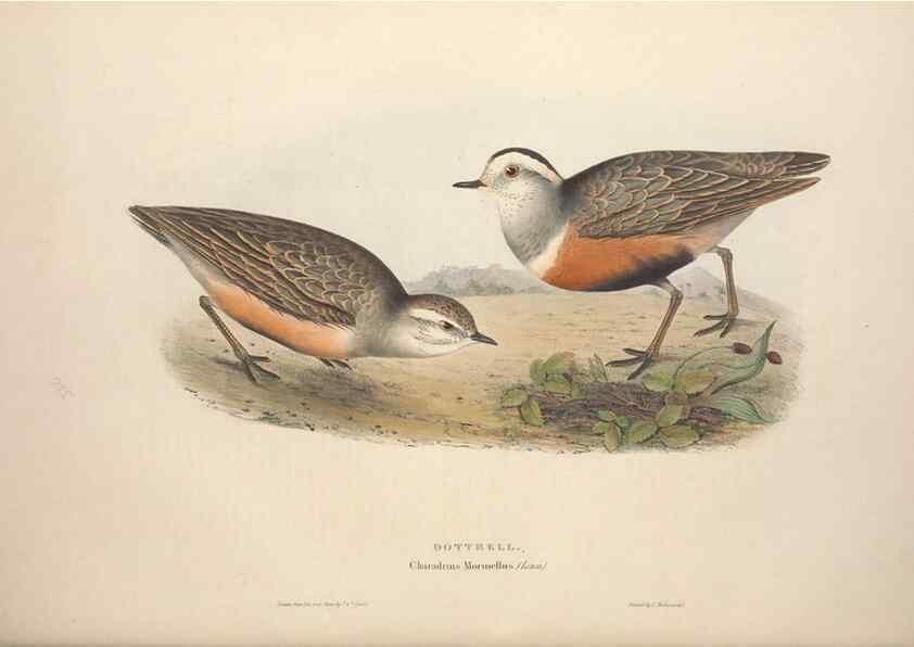 Reproducción/Reproduction 46778430961: The birds of Europe.. London,Printed by R. and J.E. Taylor, pub. by the author,1837.. 