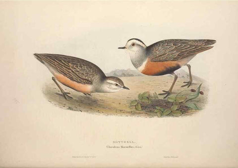 Reproducción/Reproduction 46778430961: The birds of Europe.. London,Printed by R. and J.E. Taylor, pub. by the author,1837.. 