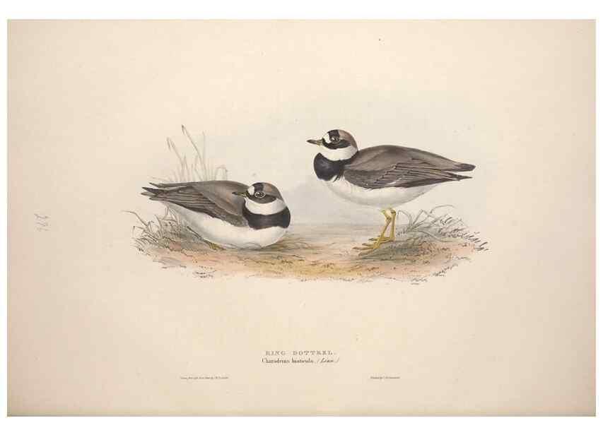 Reproducción/Reproduction 39813051243: The birds of Europe.. London,Printed by R. and J.E. Taylor, pub. by the author,1837.. 