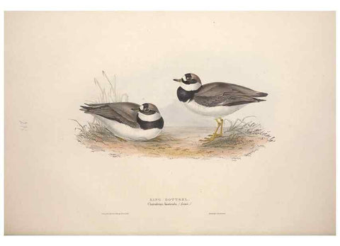 Reproducción/Reproduction 39813051243: The birds of Europe.. London,Printed by R. and J.E. Taylor, pub. by the author,1837.. 