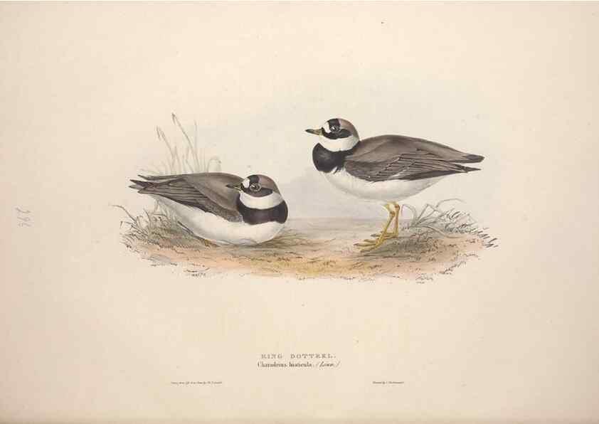 Reproducción/Reproduction 39813051243: The birds of Europe.. London,Printed by R. and J.E. Taylor, pub. by the author,1837.. 